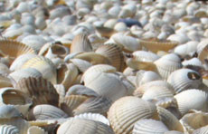 Shells, North Sea, Holland